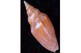 Voluta (Harpulina) arausiaca 92,60 mm BIG, WRS(2015) , Sri Lanka, off Jaffna (Shellauction) collag