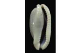 Cypraea cylindrica 46,90 mm WRS(2015) Noumea, New Caledonia, (Shellauction) collag