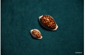 Cypraea exmouthensis magnifica WRS(2015) = 38,37 mm i WRS (2015) dwarf = 24,21 mm