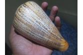 Conus suratensis 148,20 mm BIG, WRS(2015) Phiilippines (direct from Alfer - jiriand) 