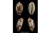 Cypraea stolida rubiginosa 24,50 mm Gem , India..Loccadive isl...... dived in  5 / 6 meters deep  (Thierry Vulliet) 