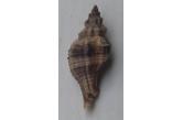 Bedeva blosvillei 63,20 mm BIG , Monster , WRS?!(2016) , Panglao, Philippines  (shellauction)  / collag