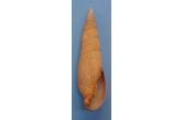 Mitra (Mitra) glabra 103,60 mm BIG , Monster , WRS(2016) , Tasmania , giant shell, severe erosion (Shellauction) 