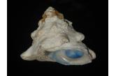 Astralium stellare 49,10 mm  BIG , Monster , WRS2(2017) , CHOICE VIBRANT BLUE OPERCULUM SUPERB BEAUTY , near Coral Bay, Western Australia, on reef in 8m depth, with original operculum on, live taken specimen shell.  The vibrant sky blue color of the operculum produced by this species is unmatched among gastropods and probably only rivalled in the whole animal kingdom by some birds of paradise: the blue is so vibrant in color, so incredibly translucent, deep and intense at the same time, it can only be compared to a lagoon in the Aegean Sea... and being a lady collector myself I confess I do have a pair of ear studs set with a matching pair of opercula! A splendid specimen of exceptional top grading.  (ebay/Gisela) / collag