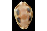 Cypraea tesselata 33,33 mm  BIG , Gem , Hawaii , FROM OLD COLLECTION A FANTASTIC SPECIMEN WITH BLACK POINTS   (Shells Passion)  