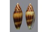 Conus mitratus 47,30 mm  BIG , Monster , WRS(2018) , F+++, EXQUISITE GIANT BEAUTY, breaks the current WRS by almost 5mm, it\'s been almost 20 years that the current WRS for this specimen stayed at 43mm, fantastic colour w/AMAZING dark pattern, A REAL JOY for WRS GIANT BEAUTY COLLECTOR or Exquisite seashell ENTHUSIAST in general, SIMPLY THE BEST; coral rubble, sandy bottom, 20/30 meter deep; local diver. Balabac island . Philippines ,  TOPPRICE  (shellauction) 