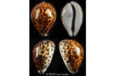 Cypraea tigis 95,70 mm   Big size and superb rusty colour for this tigris collected in a mythic place in Vanuatu on the Isl of Santo... Million dollar point on wrecks...TOP SHELL   (shellauction) 