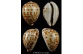 Cypraea tigis 71,90 mm  Fantastic pattern... ADULT SHELL.... very unusual ... Java..village Pecaron, city ​ Situbondo , collected on a reef at low tide.... superb quality ... a TOP for all tigris lovers   (shellauction) 