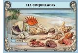 Niger - 2016 Shells on Stamps - Stamp Souvenir Sheet - NIG16316b  (ebay) s. 8 $ / collag