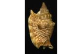 Strombus aurora 45,90 mm  DWARF - WRS(2018) , Tolagnaro, S.E. Madagascar  , Registered WRS 47,80 mm , Fine++  (shellauction) 