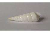 Melanella (Balcis) martinii 55,15 mm  BIG , Monster , WRS(2018) , This truly incredible specimen constitutes the new official World Record Size for this amazing species by in excess of 5 mm. (Information verified at wrs-shells.com upon 13 August 2018). I do not collect Eulimidae, or any related species, but made an exception for this truly beautiful and fascinating shell. Glossy, porcellaneous white throughout, with the appearance of having been fashioned from white glass. Strange, typically twisted axis. It exhibits one substantial growth disruption upon the side. (Best display perspectives shown in above. Image and/or further information upon growth disruption available upon request). An outstanding specimen for the WRS collector, or admirer of exquisite seashells. Size: 55.15 mm (length). Grading: F++. Data: Off Mactan, Cebu, Philippines; upon mud/sand/rubble substrate; 100-200 m; tangle net; 1992  (shellauction) 