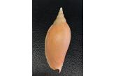 Voluta (Alcithoe) tigrina 134,00 mm  BIG , Monster , WRS(2019) , New Zealand , Very large speciman exceeding current official WRS  (shellauction)  / collag