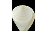 Conus coltrorum 70,03 mm  BIG , Monster , WRS(2019) , Brazil , THE NEW WRS TRAWLED SPECIMEN , FANTASTIC SPECIMEN NO DISCOUNT ON THIS SPECIMEN  .  TOPPRICE  (Shells Passion) 