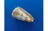 Conus rufimaculosus 50,60 mm  BIG , Monster , WRS(2020) , F3 , Tweed Heads, Nouvelle Galles du Sud, Australia  (eBay)  collag