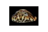 Cypraea fultoni fultoni 66,20 mm  GEM, Absolutely stunning specimen, one of a kind, dark and glossy pattern with a superb dorsum draw, a real amorimi deltoidal shape, perfect canals, superb base with dark orange color teeth, dived -72m off Natal. S. Africa (Shells-Addict)  POR