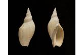 Voluta (Adelomelon) ancilla martensis (Strebel 1906)  85,60 mm  DWARF - WRS(2020), Uruguay, deep water shell from old collection, collected by R Pérés in 1963 (old tag), F++  (shellauction) 