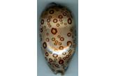 Cypraea argus contrastriata rariocellata (Raybaudi,1981)  97,00 mm  BIG, Monster, WRS(2021), Mokala, S.E. Madagascar, The registered record of 84.42mm is wrong. (shellauction) 